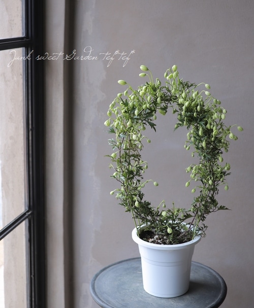 常緑クレマチス 『カートマニージョー』 吊り鉢 | すべての商品