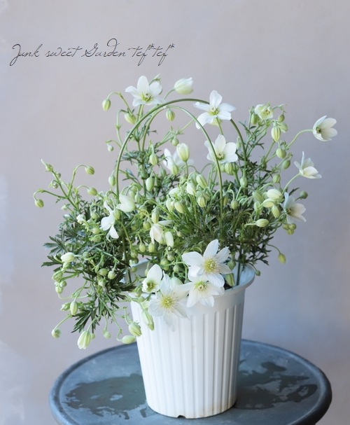 常緑クレマチス 『カートマニージョー』 吊り鉢 | すべての商品