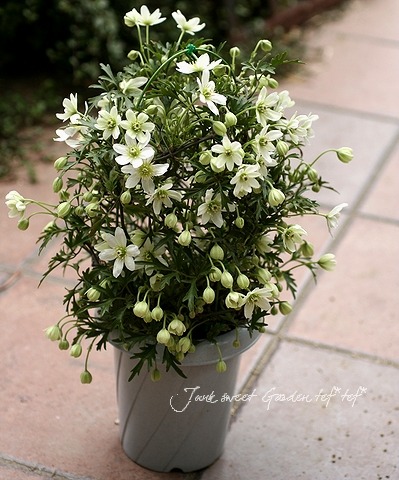 常緑クレマチス 『カートマニージョー』 吊り鉢 | すべての商品