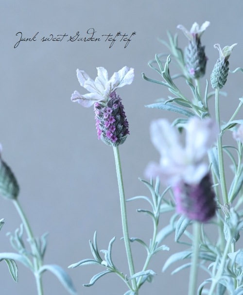 フレンチラベンダー 『プリンセスゴースト』 | すべての商品 | | Junk