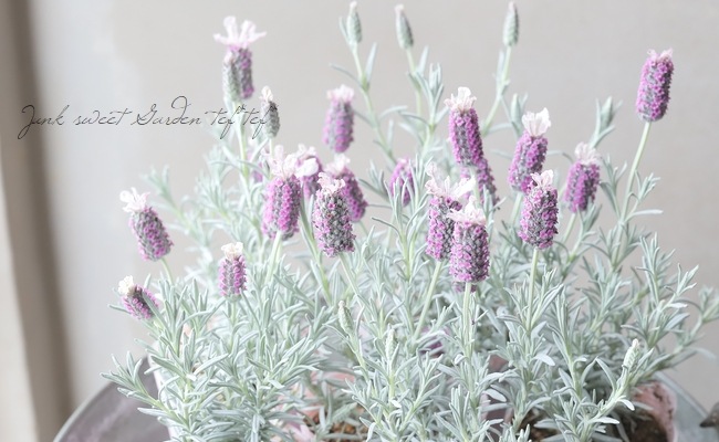 フレンチラベンダー 『プリンセスゴースト』 | すべての商品 | | Junk