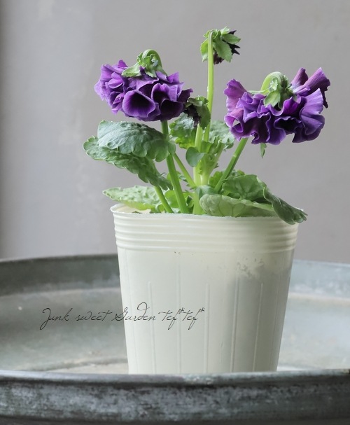 ○マツバラフラワーファームさんパンジー・コライユ 『ステムロング