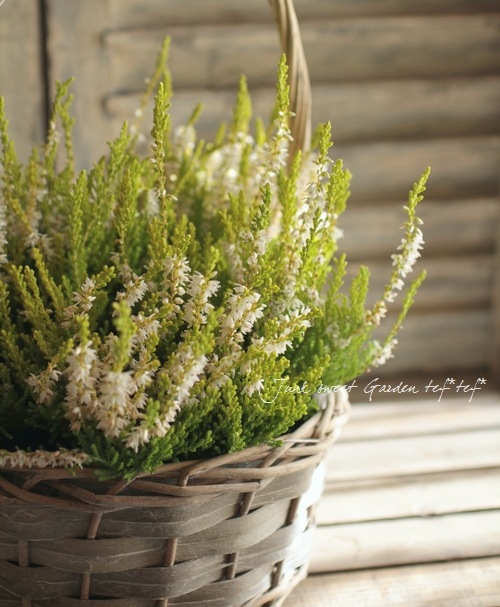 ���롼�ʡ���No.B��