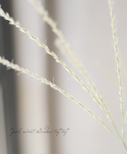 �ڥ��饹��ʪ�ۥߥ����󥵥����إ��饤�� ����С����ѥ���� 