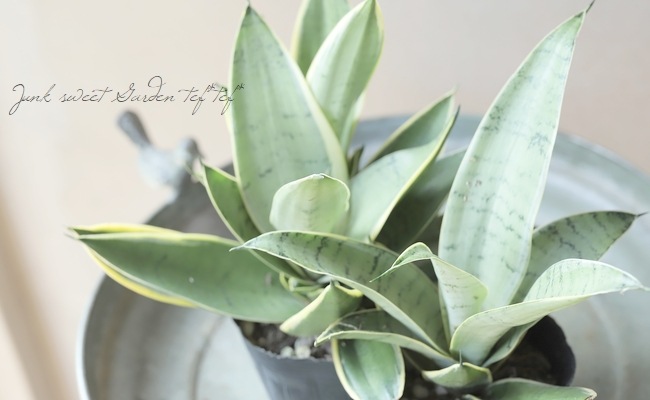 観葉植物】 サンスベリア 『シルバーハニー』 | すべての商品 | | Junk