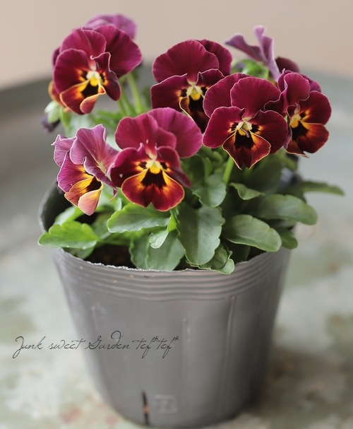 ○桂楓園さんのパンジー 『マジックアワー』 【ワイン】 | すべての