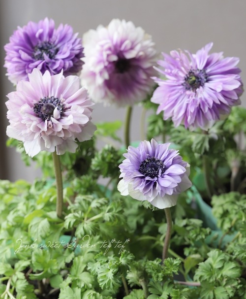 八重咲きアネモネ ポルト 『ニューパープル』 | すべての商品 | | Junk