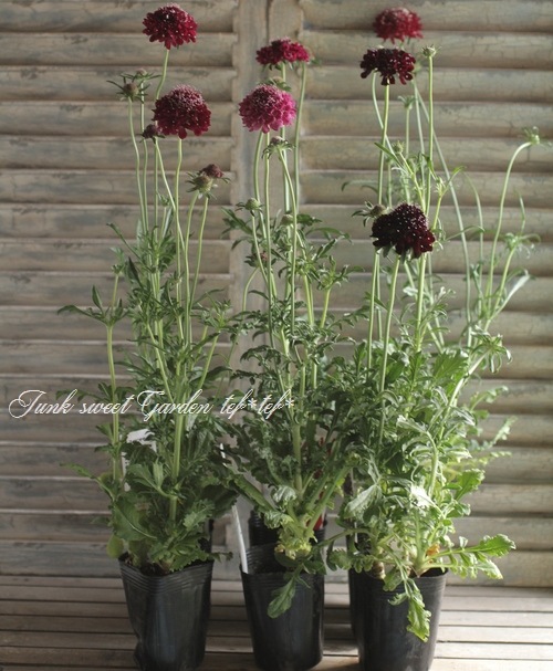 黒花スカビオサ 『エースオブスペード』 植え込み用苗 | すべての商品