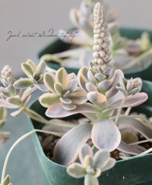 初登場かも ピーチパーフェクト 錦 斑入り オロスタキス属 多肉植物 多肉植物 『斑入りコモチレンゲ錦』 オロスタキス属 夏の状態