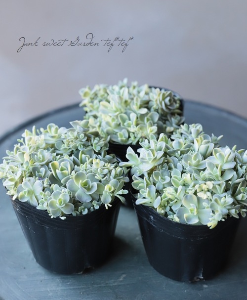 初登場かも ピーチパーフェクト 錦 斑入り オロスタキス属 多肉植物 多肉植物 『斑入りコモチレンゲ錦』 オロスタキス属 夏の状態