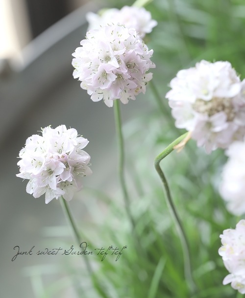 アルメリア アルメリア 『アルマダ』 【ホワイト】 コンパクト品種！ | すべての