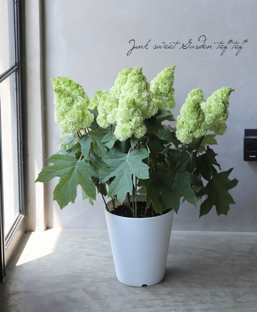 柏葉紫陽花 コンパクト品種 『ハーモニー』 | すべての商品 | | Junk