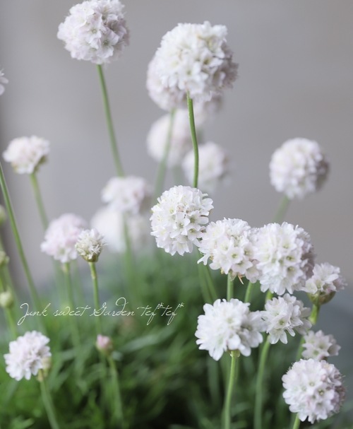 アルメリア アルメリア 『アルマダ』 【ホワイト】 コンパクト品種！ | すべての