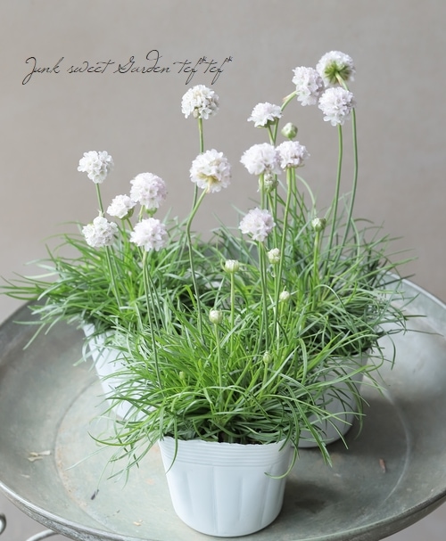 アルメリア 『アルマダ』 【ホワイト】 コンパクト品種！ | すべての