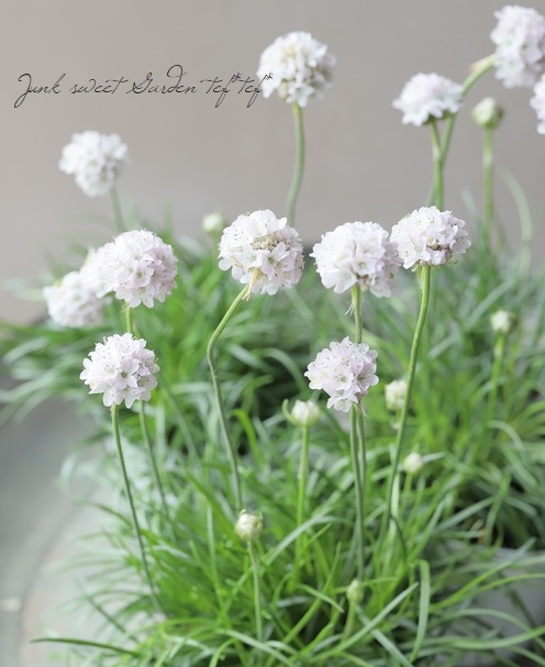 アルメリア アルメリア 『アルマダ』 【ホワイト】 コンパクト品種！ | すべての