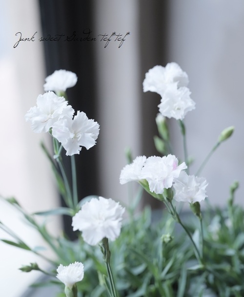 限定ヤマザキナビスコ テディベア 1点 ヤマビコ 「数量限定目立てキット付き」共立やまびこ