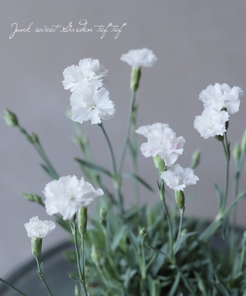 極小輪ナデシコ ダイアンサス 白雪姫 四季咲き すべての商品 Junk Sweet Garden Tef Tef