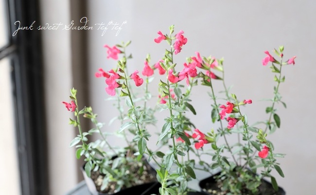 チェリーセージ ライトサーモン 挿し穂4本 チェリーセージ：ライトサーモンピンク3号ポット 4株セット の