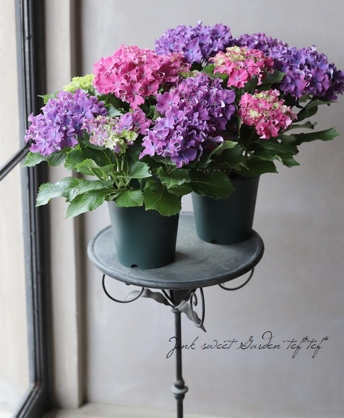 夏☀︎SALE！紫陽花とピンクのハーフリース　ルリタマアザミ 夏☀︎SALE！紫陽花とピンクのハーフリース ルリタマアザミ