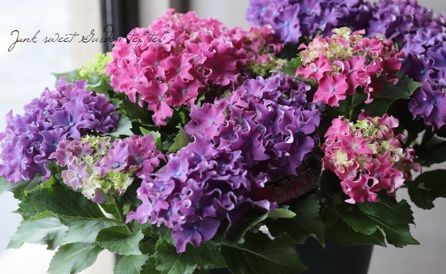 紫陽花 『HBAカーリースパークル』 ピンク×パープル2色植え 秋色になっ