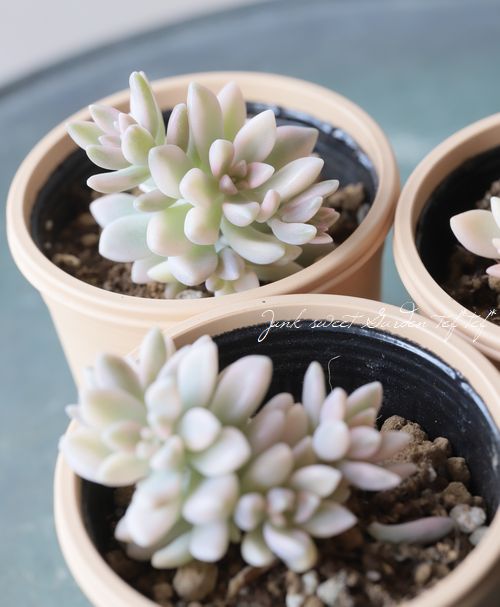 ��¿����ʪ�ۡ�ɱ����� -�ҥ᥷�奦�쥤-�١�����ץȥڥ����°���Ȥ����꡼��