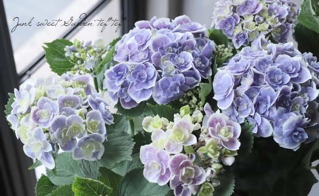 紫陽花 『天照大御神』 （アマテラスオオミカミ）八重咲き | すべての