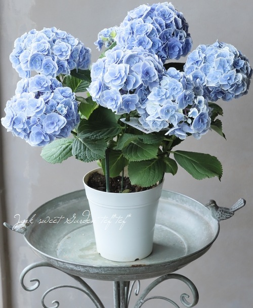 アジサイ 8寸2種2鉢 紫陽花 【公式通販】