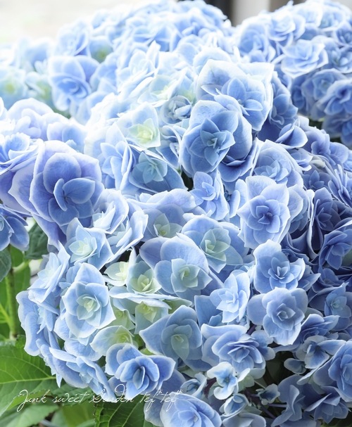 紫陽花 『天照大御神』 （アマテラスオオミカミ）八重咲き | すべての