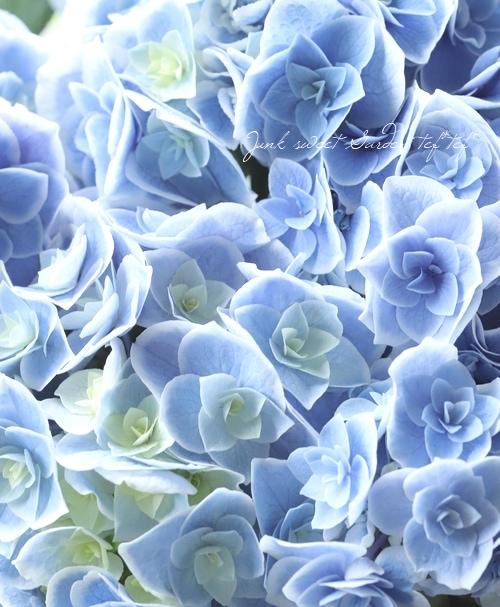 ���۲� ��ŷ�������� �ʥ��ޥƥ饹�����ߥ��ߡ�Ȭ�ź餭