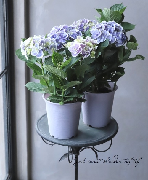 ���۲� ��ŷ�������� �ʥ��ޥƥ饹�����ߥ��ߡ�Ȭ�ź餭