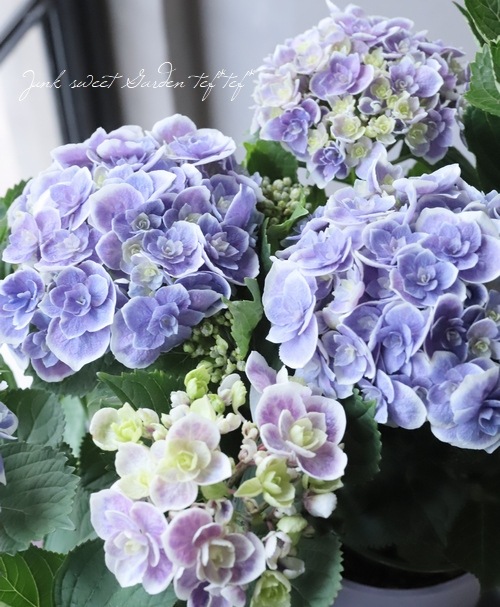 ���۲� ��ŷ�������� �ʥ��ޥƥ饹�����ߥ��ߡ�Ȭ�ź餭