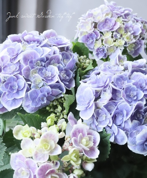 ���۲� ��ŷ�������� �ʥ��ޥƥ饹�����ߥ��ߡ�Ȭ�ź餭