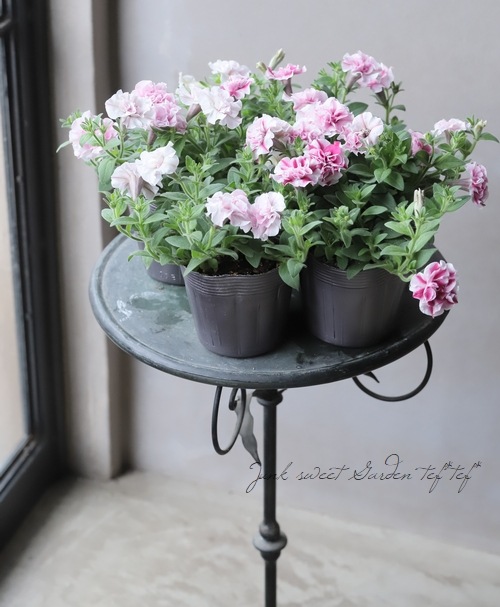 ペチュニア・万葉の美シリーズ 『桜ふたえ』 | すべての商品 | | Junk