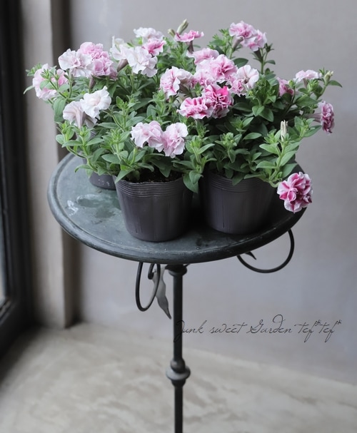 ペチュニア・万葉の美シリーズ 『桜ふたえ』 | すべての商品 | | Junk