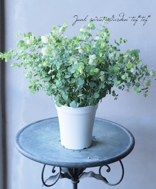 花オレガノ 『ケントビューティー』 | すべての商品 | | Junk