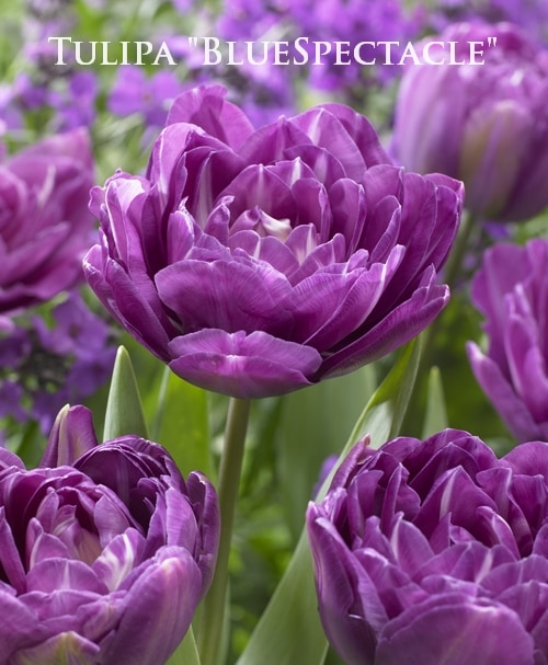 球根】 八重咲きチューリップ 『ブルースペクタクル』 遅咲き | すべて