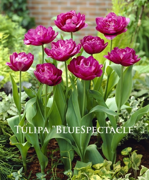 �ڵ庬�� Ȭ�ź餭���塼��åס��إ֥롼���ڥ�������� �ٺ餭