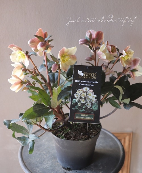 ☆sunshine様6点ご購入苗クリスマスローズ ☆sunshine様6点ご購入苗クリスマスローズ