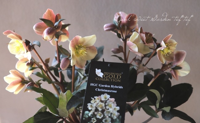 HGCクリスマスローズ 『キャメロット』 | すべての商品 | | Junk sweet