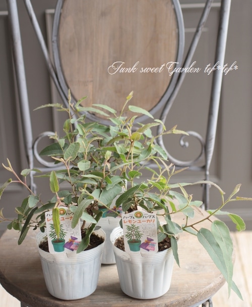 レモンユーカリ』 | すべての商品 | | Junk sweet Garden tef*tef*