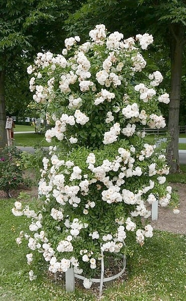 アンティークタッチ つるバラ苗 CL 『ギスラインドフェリゴンデ