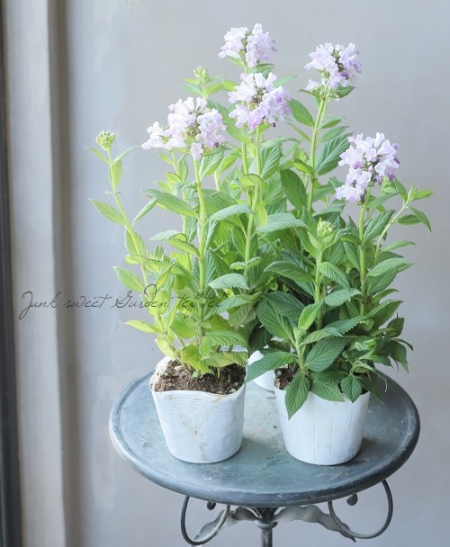 ネペタ・キャットミント 『ピンクパンサー』 | すべての商品 | | Junk