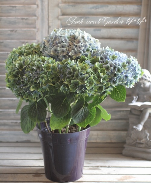 秋色紫陽花品種 『ごきげんよう』 ブルー | すべての商品 | | Junk