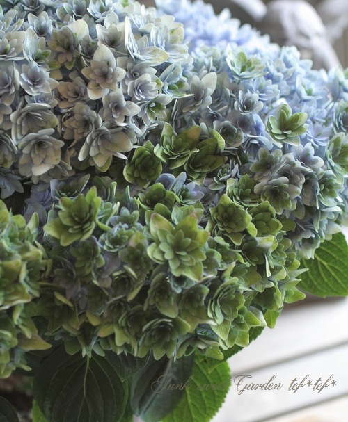 秋色紫陽花品種 ごきげんよう ブルー すべての商品 Junk Sweet Garden Tef Tef 秋色紫陽花品種 ごきげんよう ブルー すべての商品 Junk Sweet Garden Tef Tef