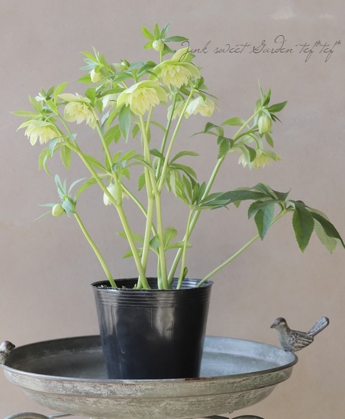 花郷園】 クリスマスローズ 『リグリクスセミダブル交配』 【R