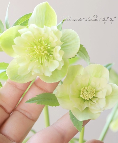 7_000000019204.jpg?1676633321