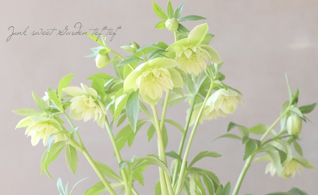 花郷園】 クリスマスローズ 『リグリクスセミダブル交配』 【R