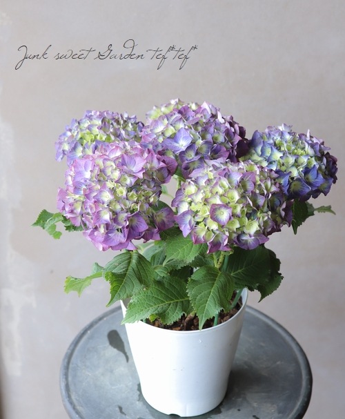 ハイドランジア 紫陽花 『ディープパープル』 | すべての商品 | | Junk