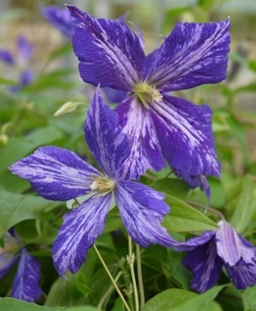 クレマチス・ジャックマニー系 『タイ・ダイ』 新旧両枝咲き | すべて