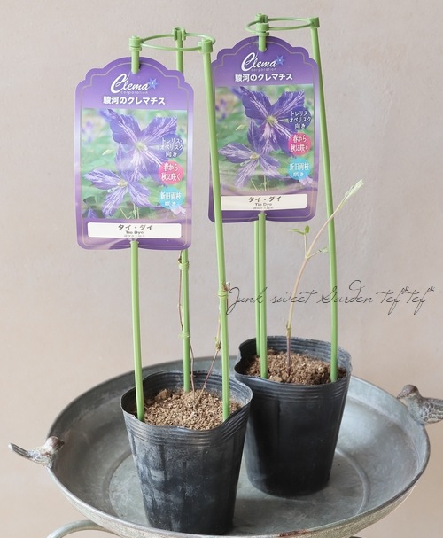 クレマチス・ジャックマニー系 『タイ・ダイ』 新旧両枝咲き | すべて